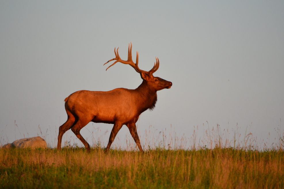 Apply today for a Kentucky elk hunt Kentucky Department of Fish